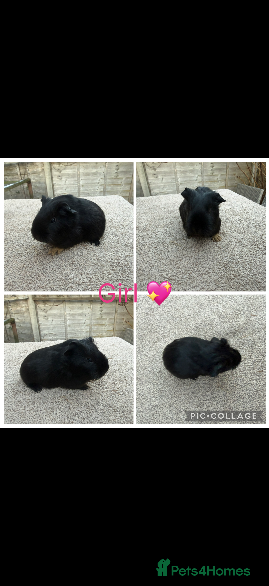 Guinea Pig rodents for sale: Male & Female Guinea pigs 👀 for new laps 🥰 - Advert 16