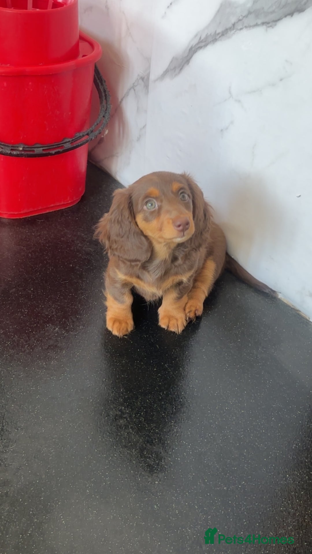 Dachshund dogs for sale: REDUCED ready for her new home  in Cardiff - Image 9