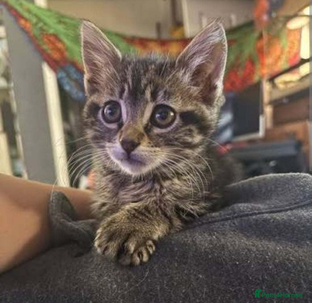 Mixed Breed cats for sale: Kittens 😸  - Advert 4