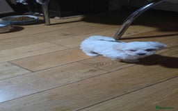 Bichon Frise dogs for sale: Bichon puppies  - Image 9