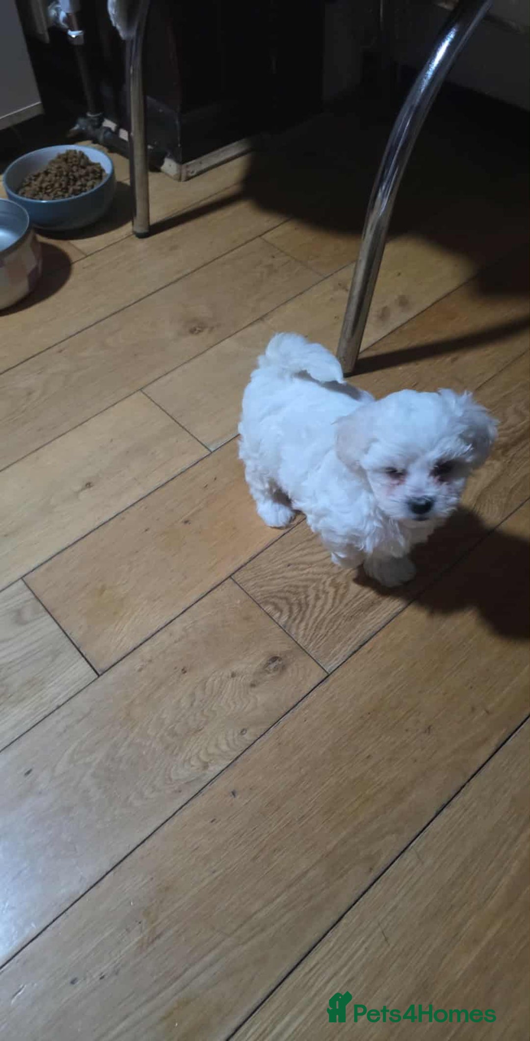 Bichon Frise dogs for sale: Bichon puppies  - Image 9