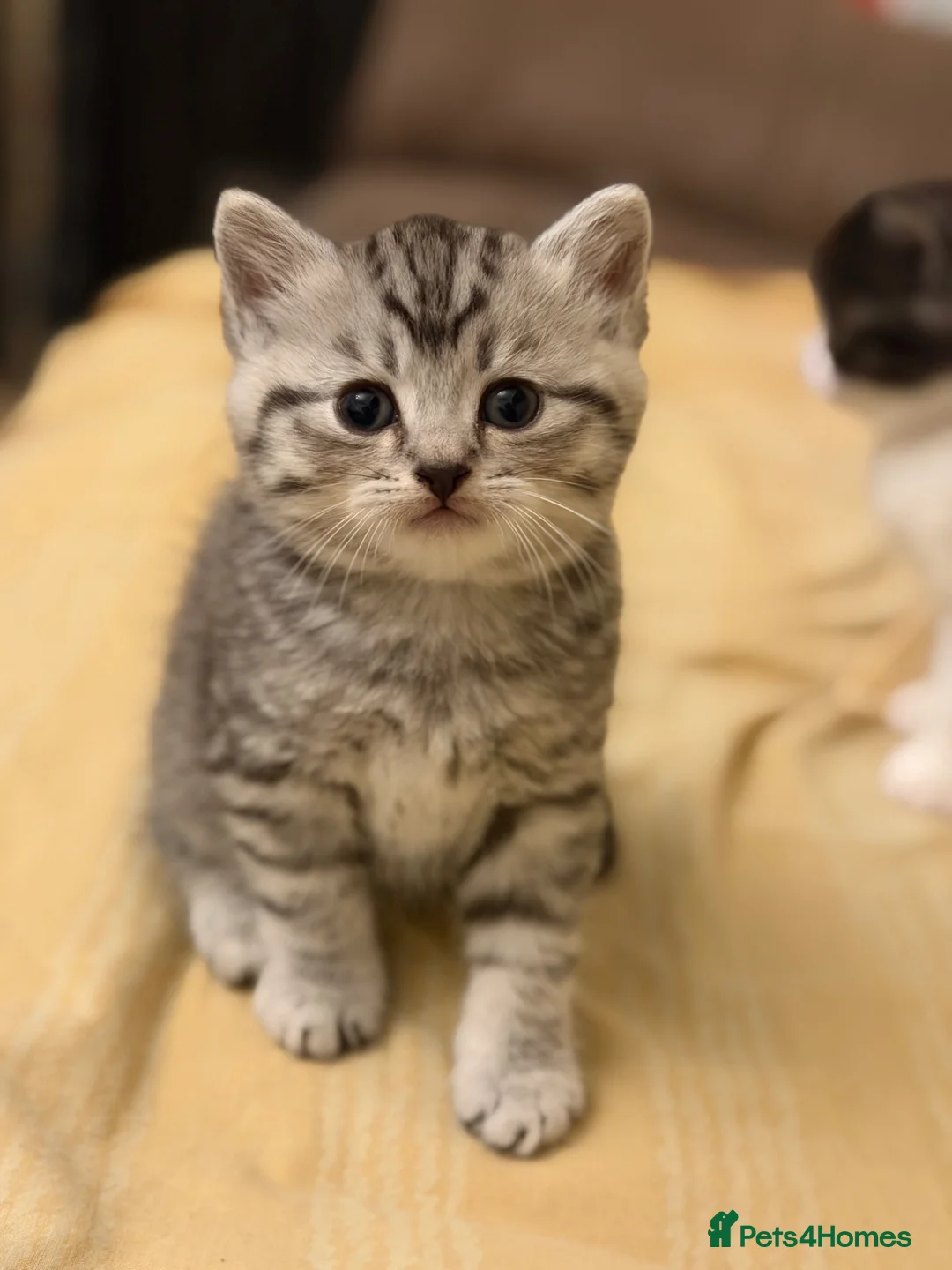 British Shorthair cats for sale: BSH X MAINECOON Kittens  in Manchester - Advert 2