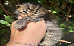 Maine Coon cats for sale: Maine coon kittens  - Image 7