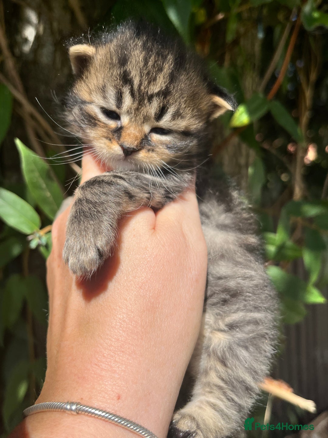 Maine Coon cats for sale: Maine coon kittens  - Image 7