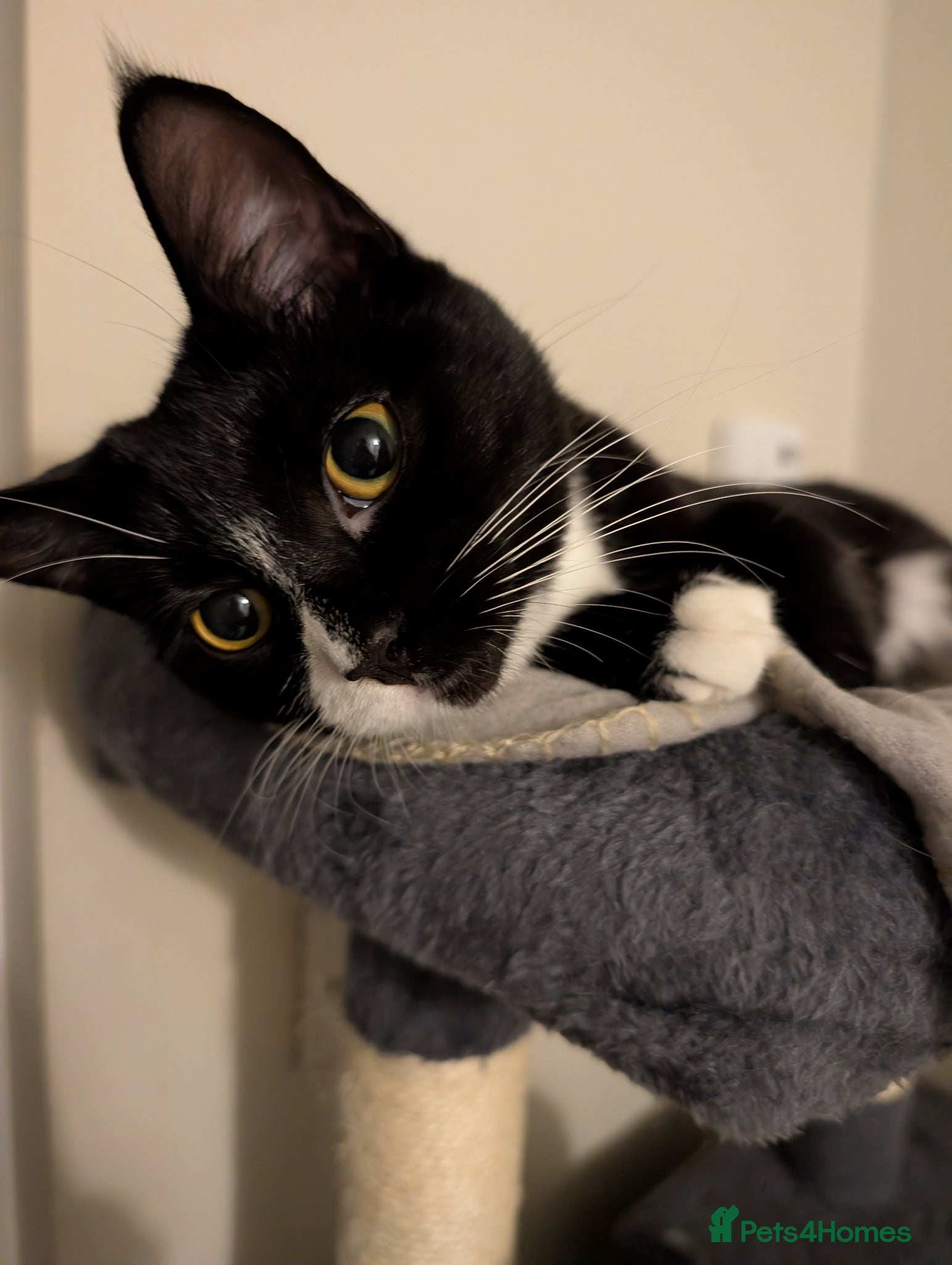 Mixed Breed cats Black and white female cat  - Advert 17