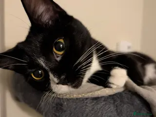 Mixed Breed cats Black and white female cat - Advert 17