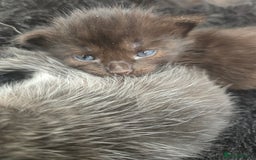 Mixed Breed cats for sale: 5 beautiful kittens - Image 7