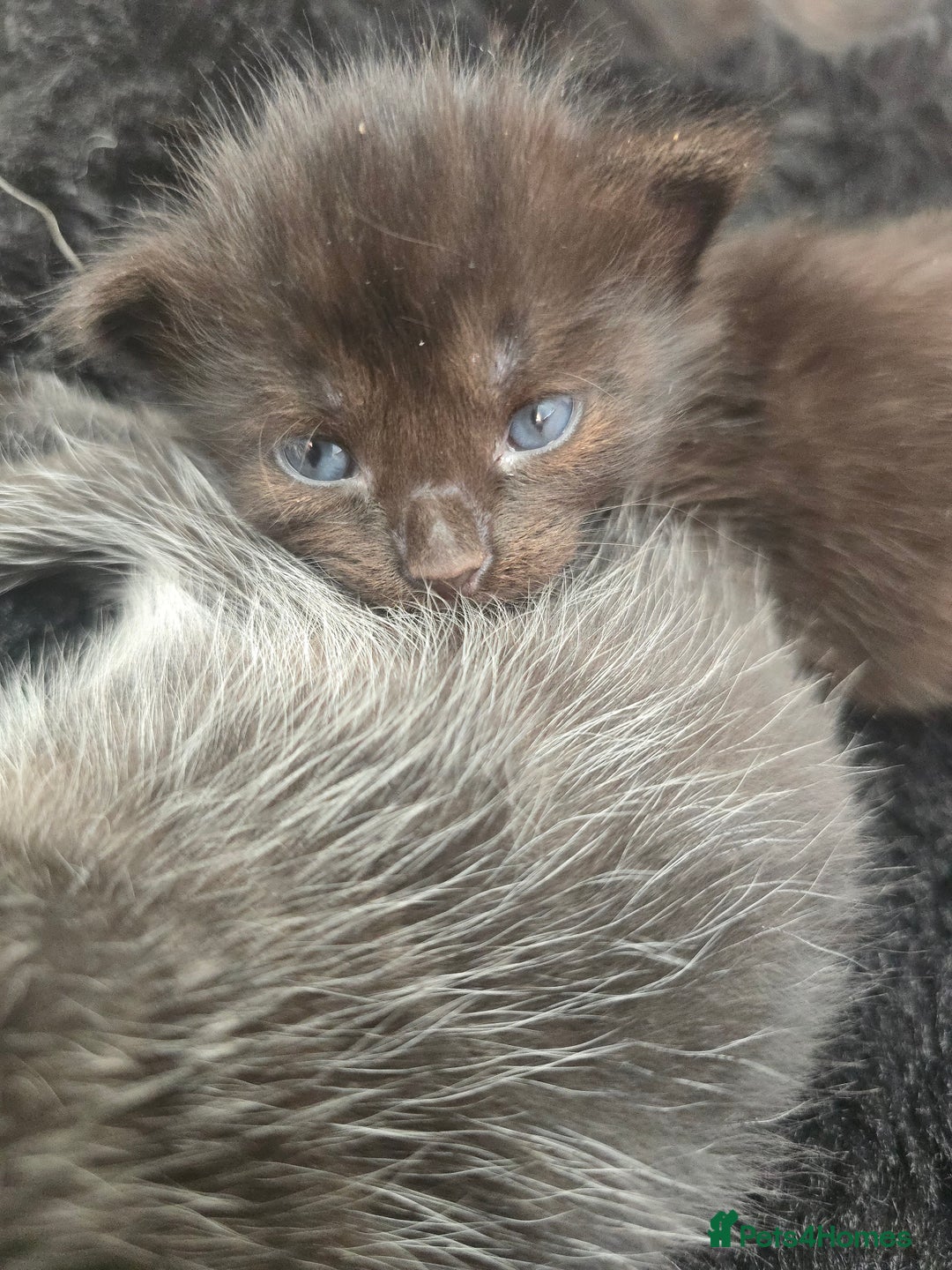 Mixed Breed cats for sale: 5 beautiful kittens - Image 7
