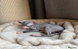 Sphynx cats for sale: Don Sphynx Kittens - Image 25