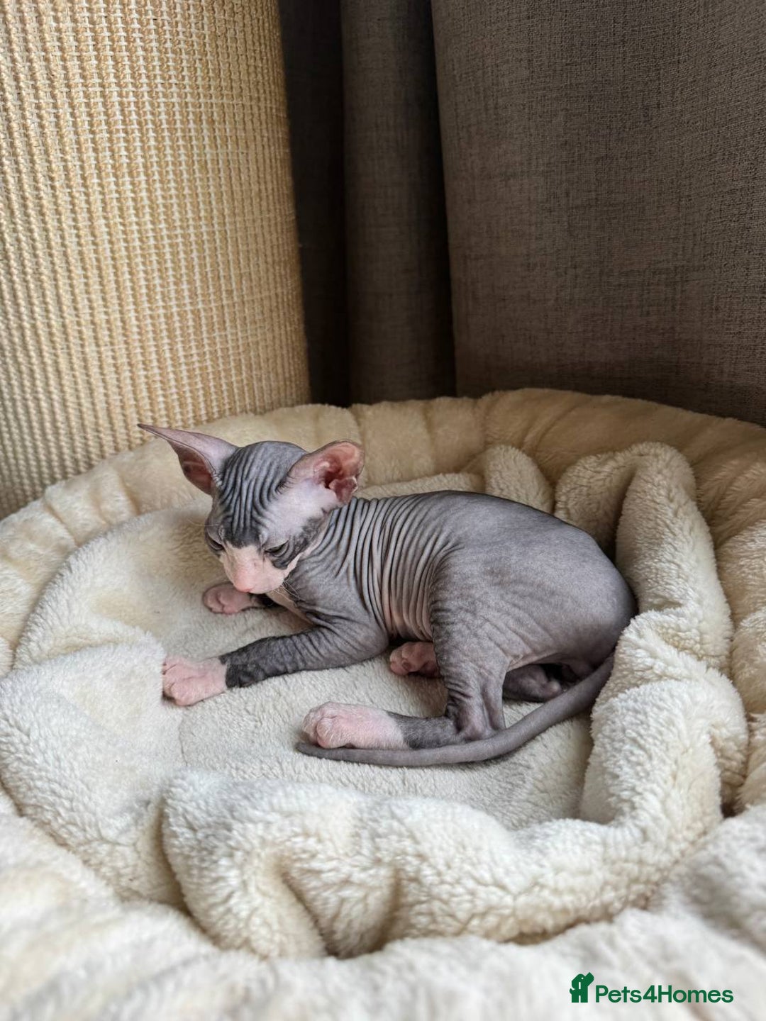 Sphynx cats for sale: Don Sphynx Kittens - Image 25
