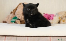 Pomsky dogs for sale: 5 tiny toy pomsky pups - Image 11