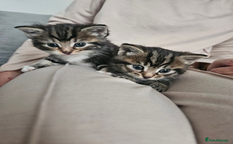 Maine Coon cats - Advert 15