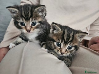 Maine Coon cats - Advert 6