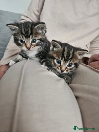Maine Coon cats - Advert 15
