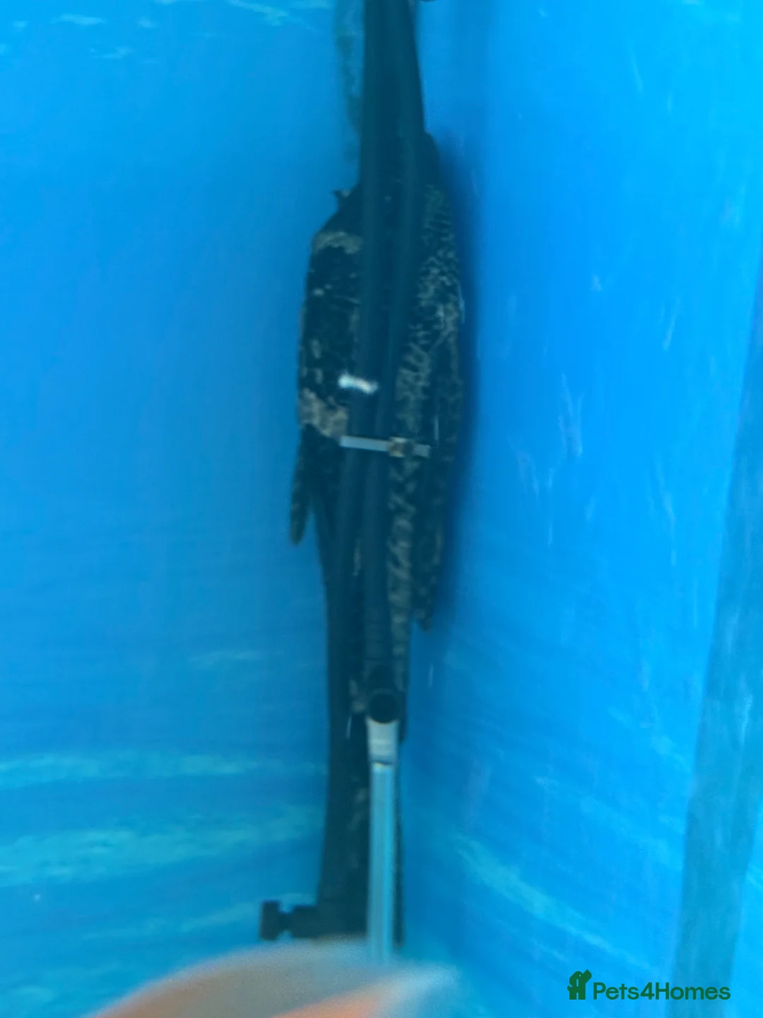 Fancy Goldfish fish for sale: Four fancy gold fish and one plec  in Malvern - Advert 2