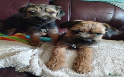 Border Terrier dogs for sale: Border Terrier girls available  - Image 2