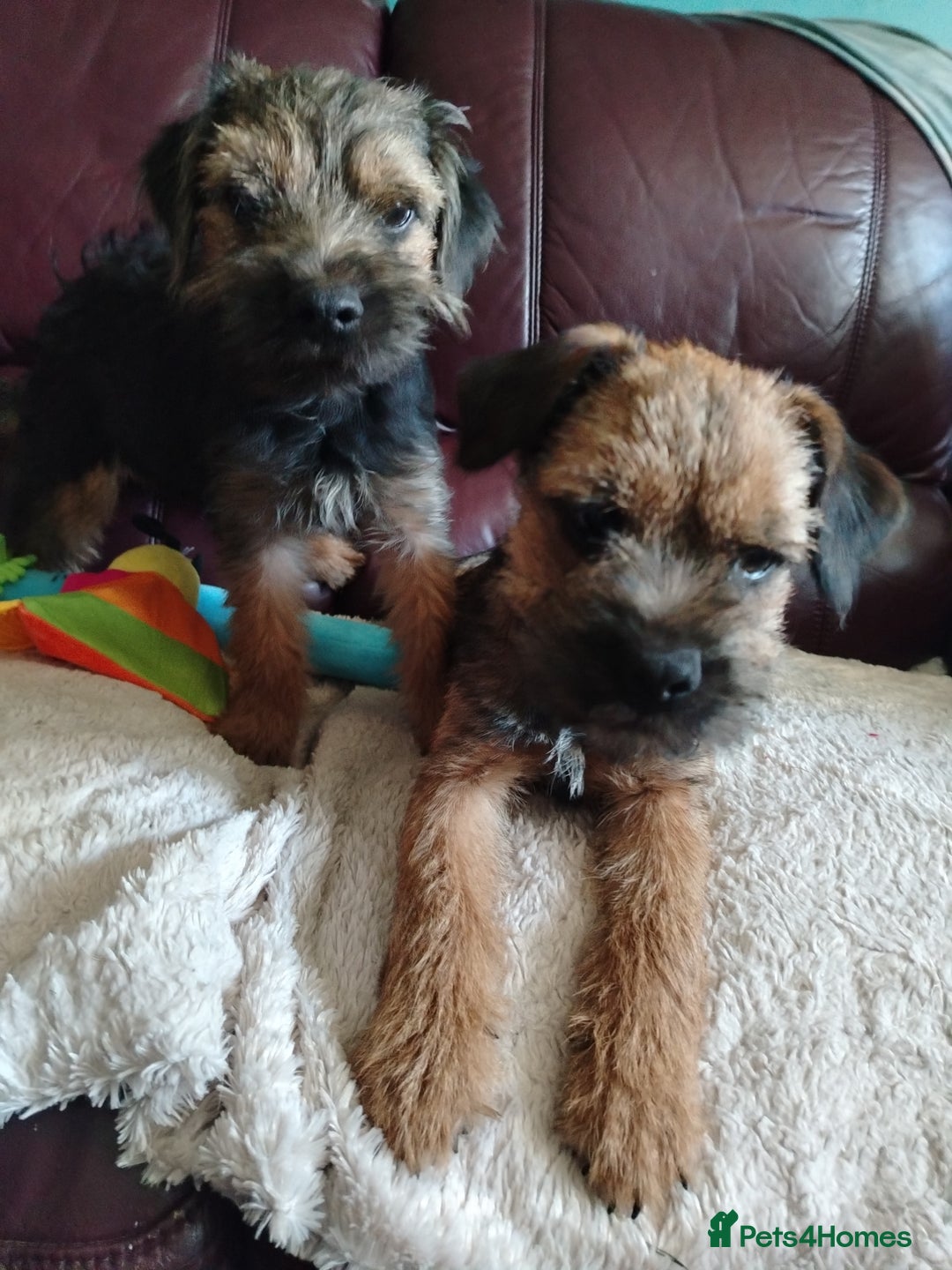 Border Terrier dogs for sale: Border Terrier girls available  - Image 2