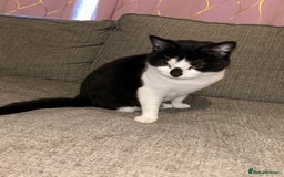 Domestic Shorthair cats for sale: Lovely female cat - Image 4