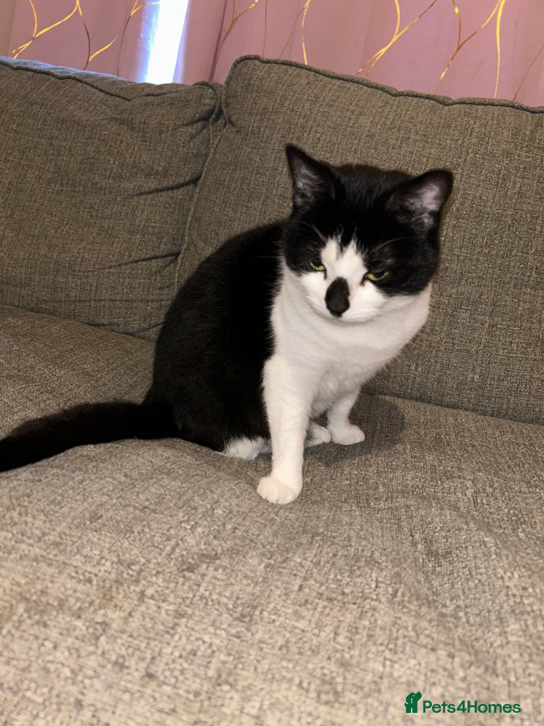 Domestic Shorthair cats for sale: Lovely female cat - Image 4