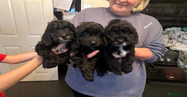 Cockapoo dogs - Advert 11