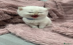 British Shorthair cats for sale: ❤️ White, gold tipped British shorthairs ❤️ in Slough - Image 2