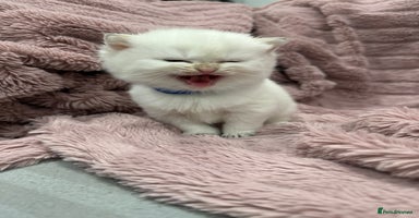 British Shorthair cats in Slough - Advert 8