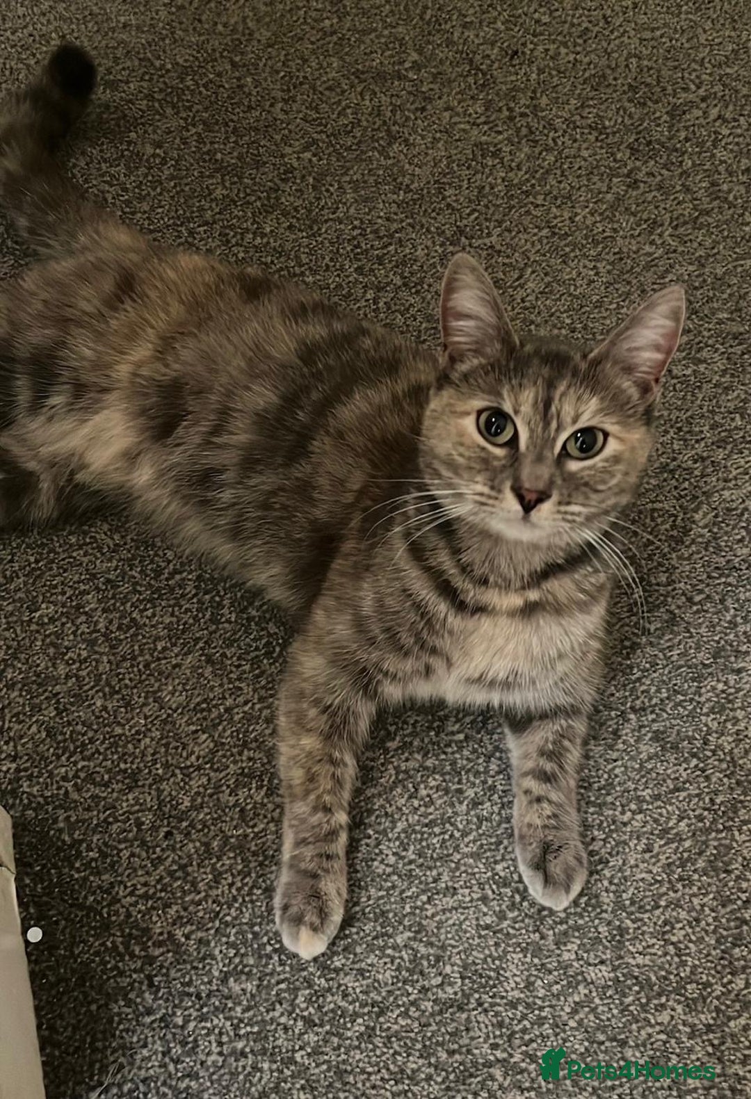 Bengal cats for sale: Snow Bengal kitten  - Advert 6