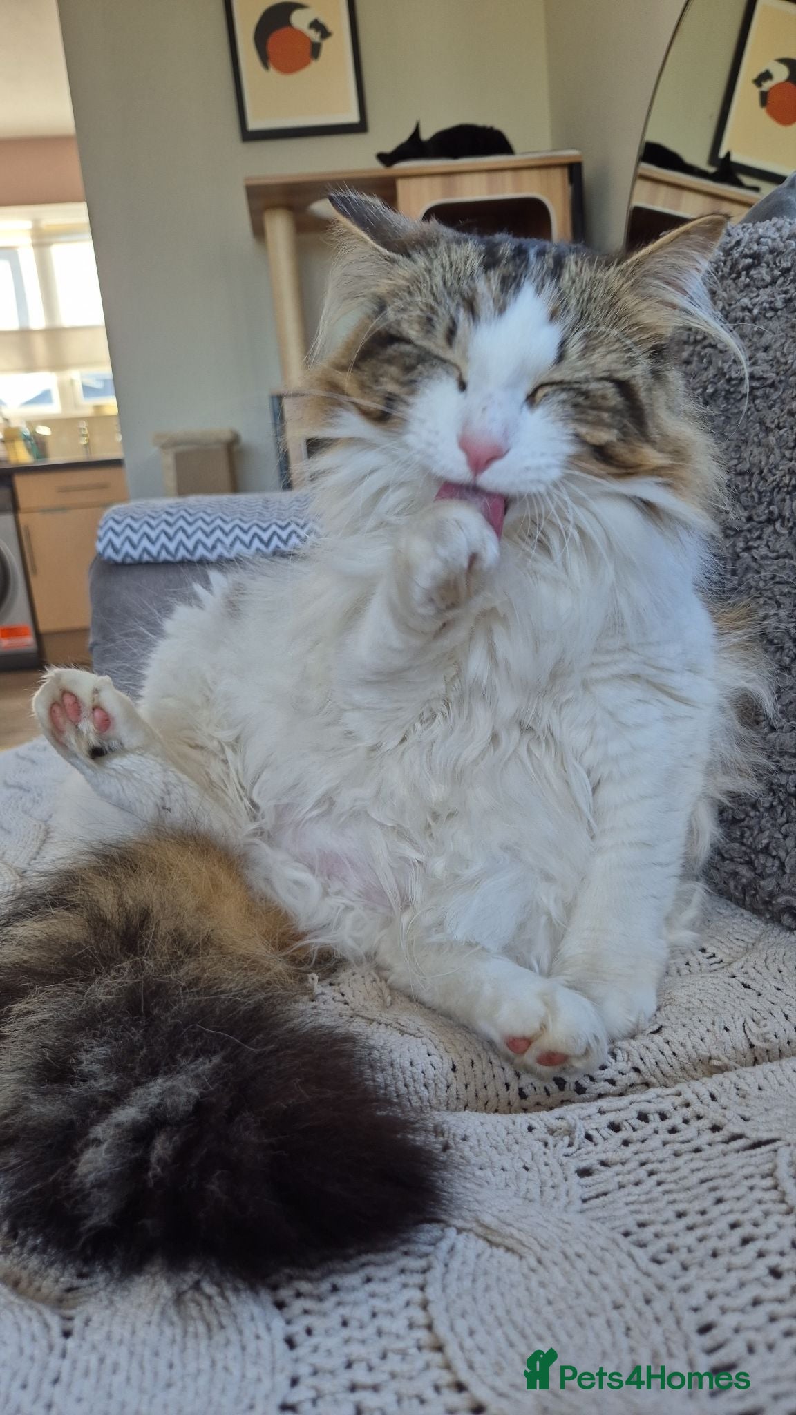 Mixed Breed cats 3 year old fluffy female cat - Advert 2