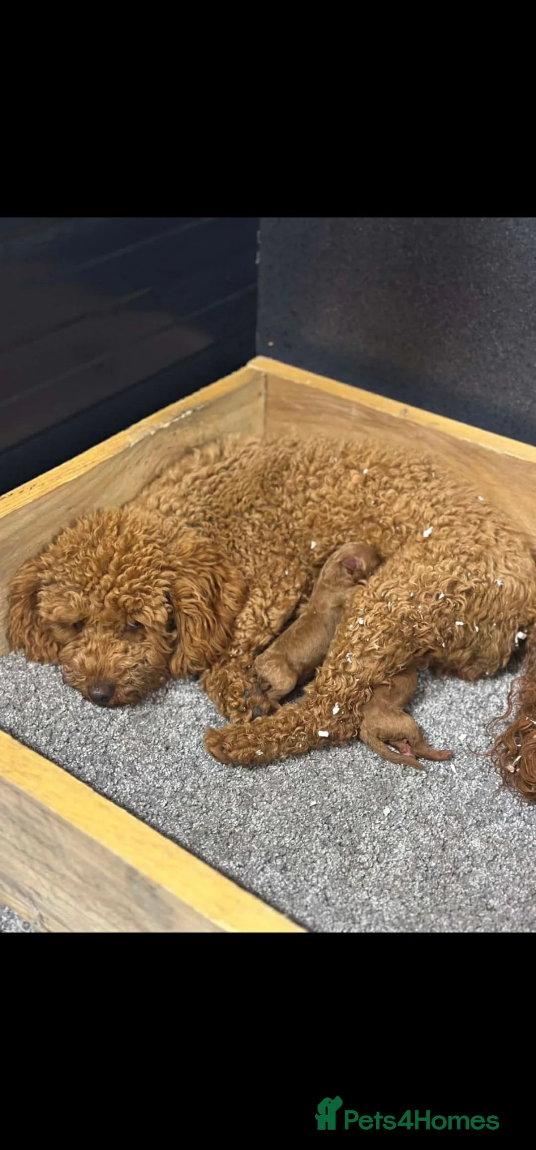 Miniature Poodle dogs for sale: Miniature Poodle puppies  in Manchester - Advert 6