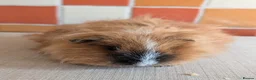 Guinea Pig rodents for sale: Gorgeous brothers looking for their forever home - Advert 9