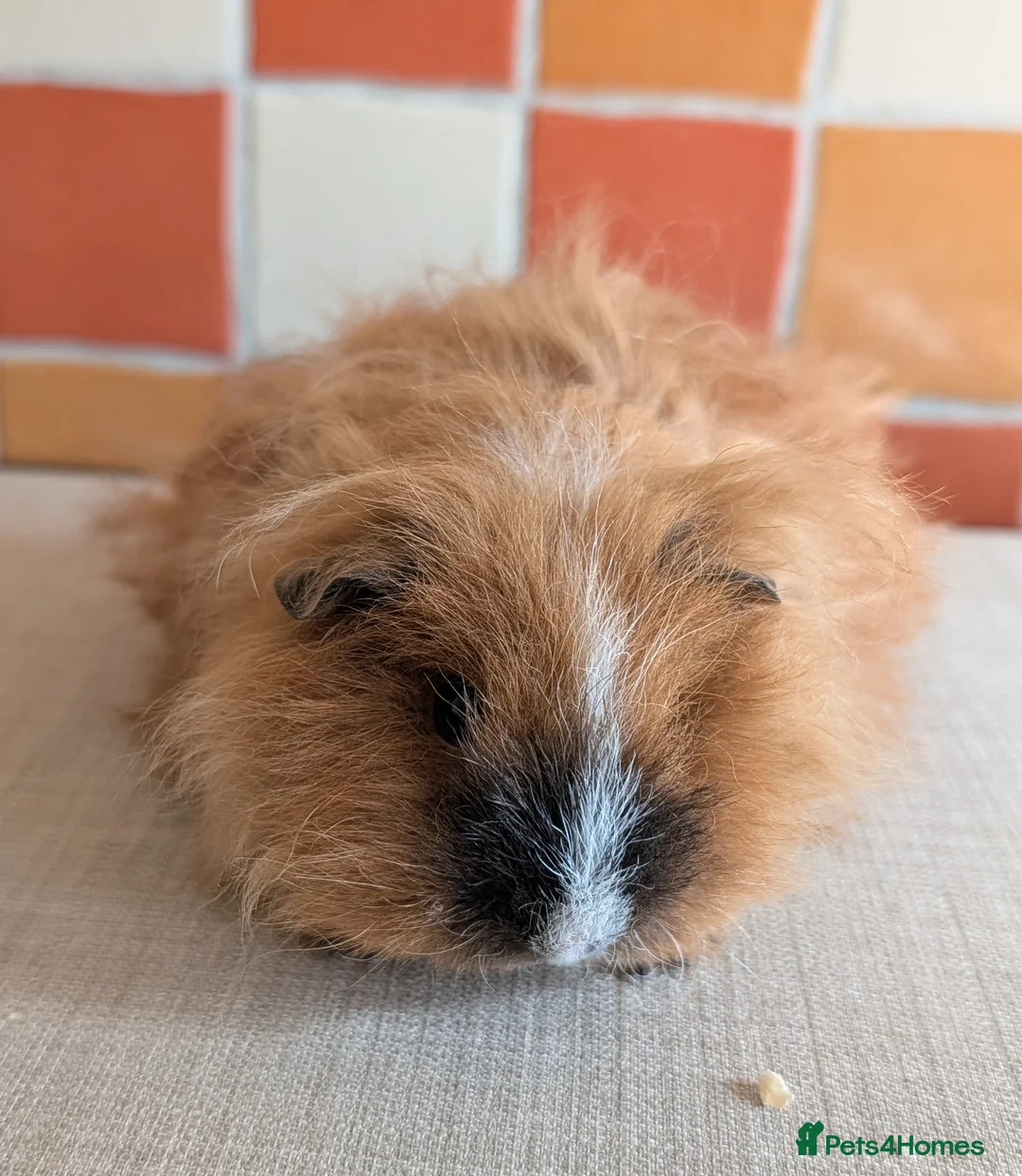 Guinea Pig rodents for sale: Gorgeous brothers looking for their forever home - Advert 9