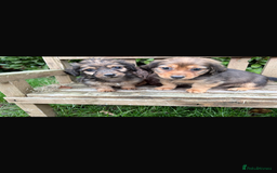 Mixed Breed dogs for sale: Dachshund x Jack pussell - Image 5