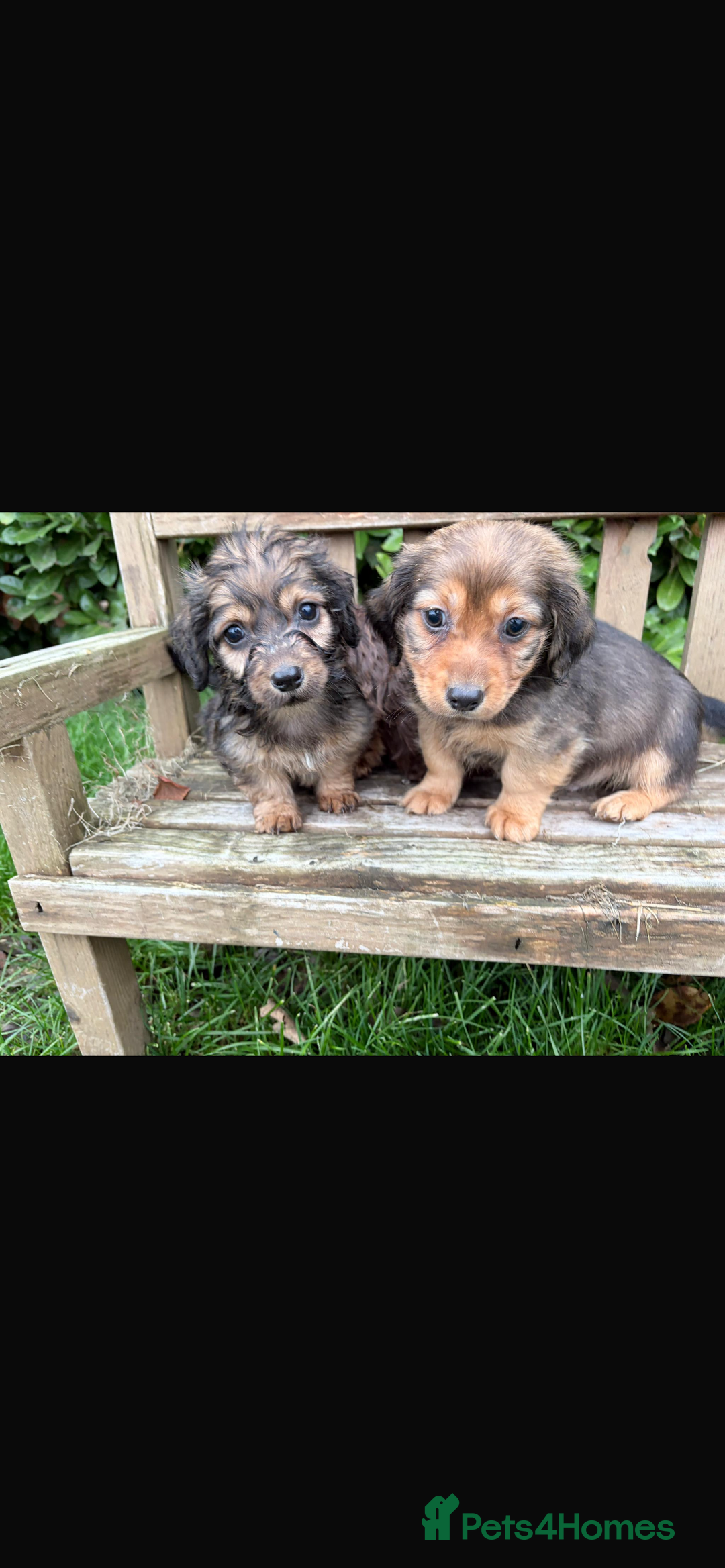 Mixed Breed dogs for sale: Dachshund x Jack pussell - Image 5
