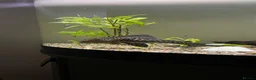 Plecos fish for sale: 9in Common Pleco in Liverpool - Advert 2