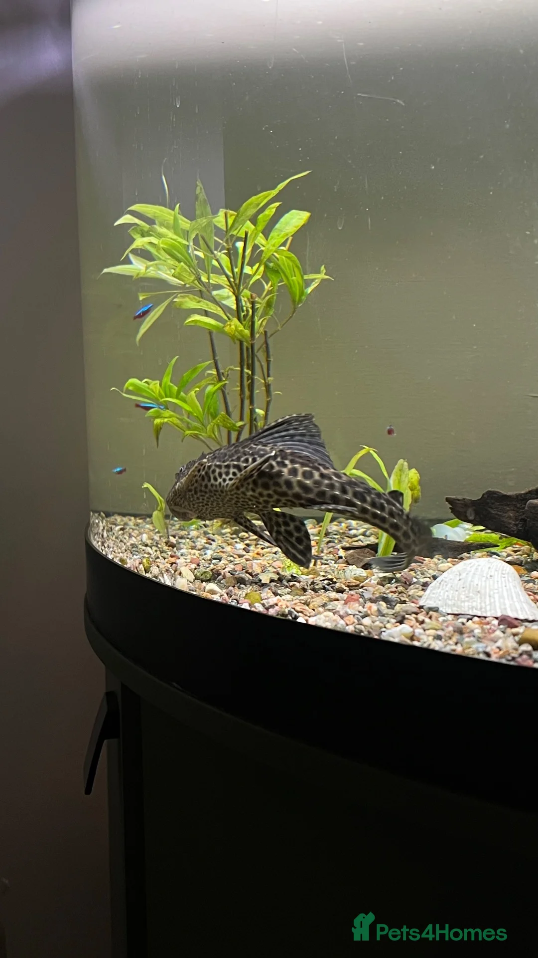 Plecos fish for sale: 9in Common Pleco in Liverpool - Advert 2