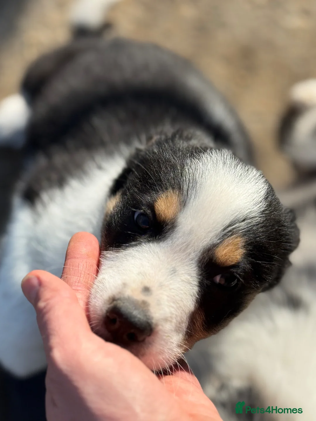 Border Collie dogs for sale: Gorgeous collie pups - various colours  - Advert 2