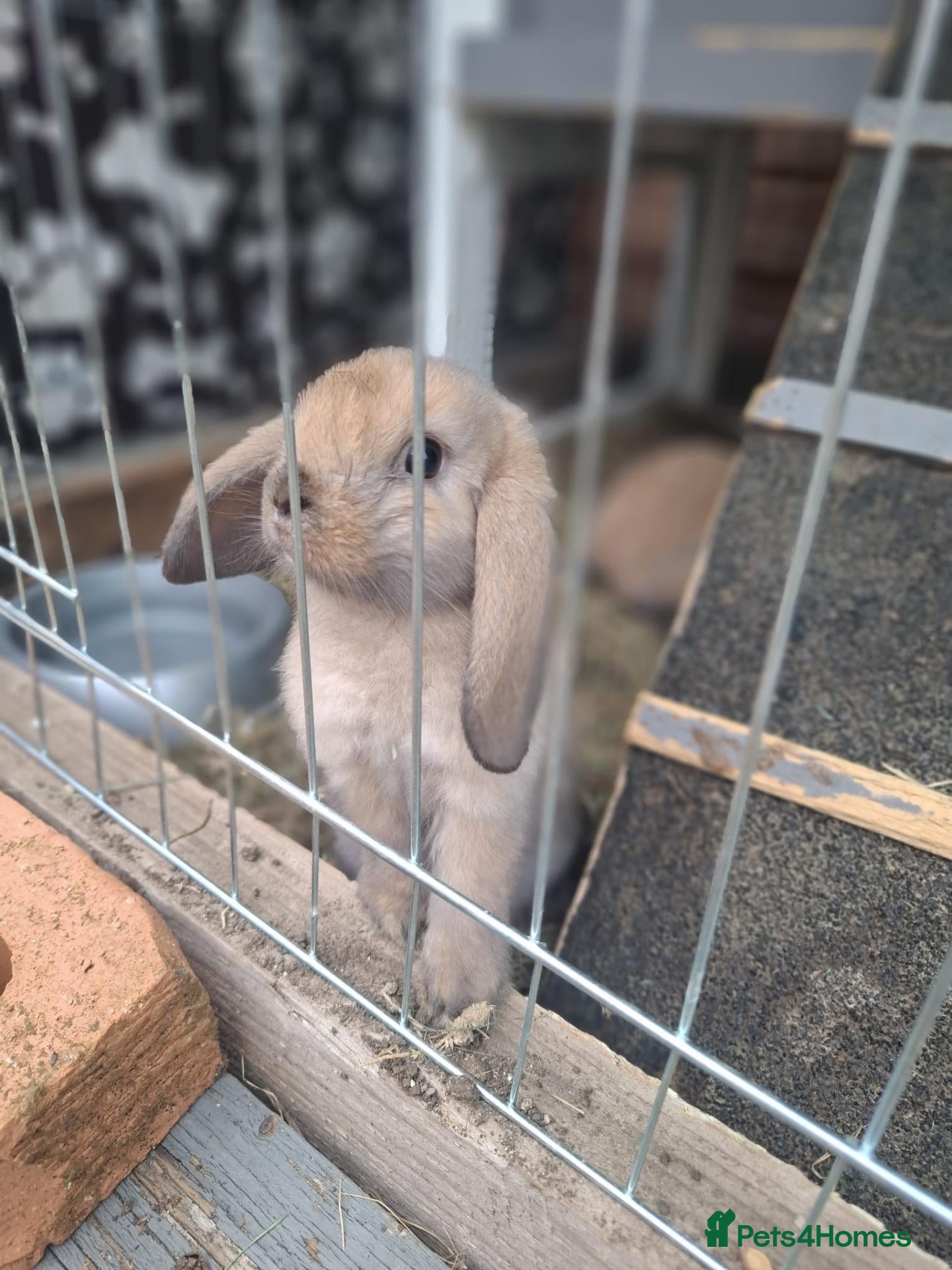 Mini Lop rabbits French Lop Baby Bunnies - Advert 15