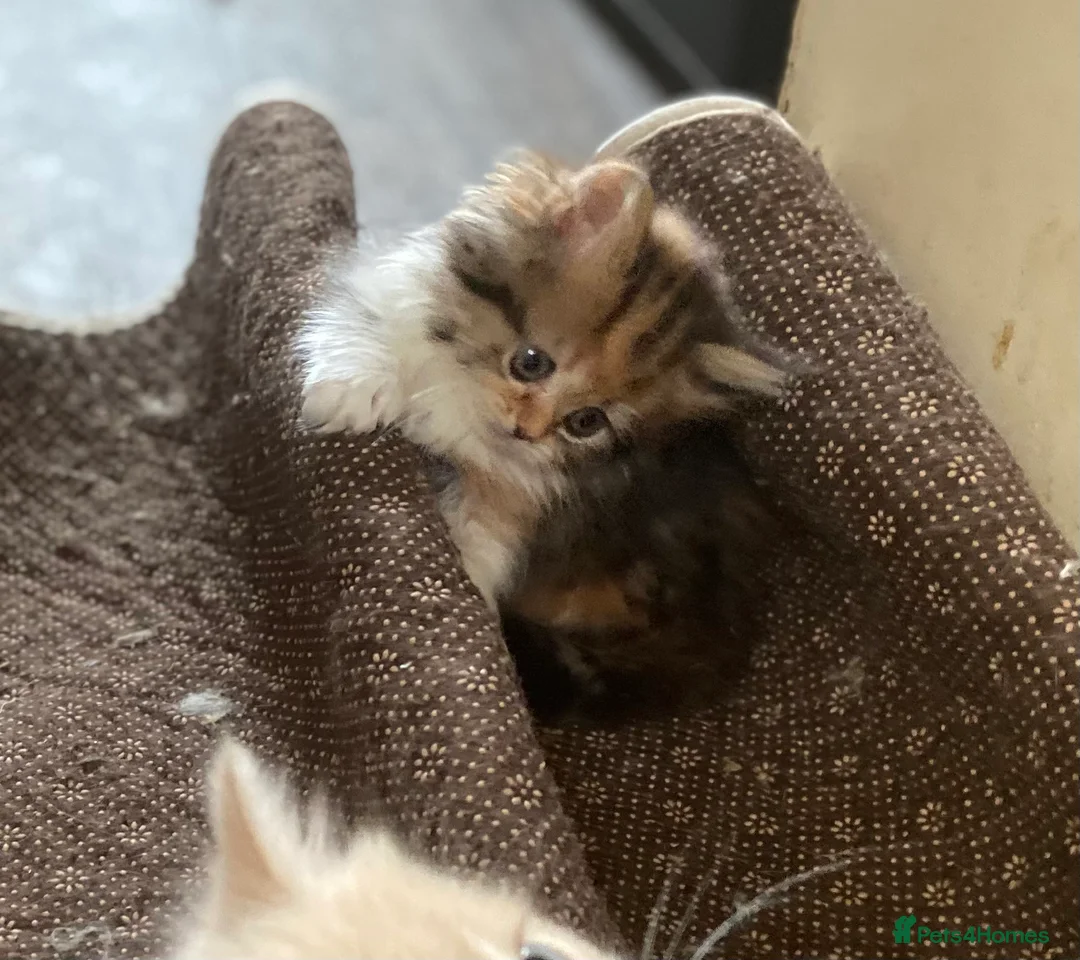 Munchkin cats for sale: Full Pedigree Munchkin Kittens - Advert 21