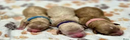 Goldendoodle dogs for sale: Health tested Australian Double Doodles - Advert 13