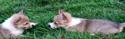 Welsh Corgi Pembroke dogs for sale: KC Pembroke Corgis  - Advert 17