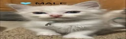 Ragdoll cats for sale: 😻READY NOW RAGDOLL KITTENS BI COLOUR/LYNX 😻 - Advert 3