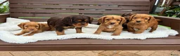 Cocker Spaniel dogs for sale:  🐾 KC Registered Cocker Spaniel Puppies - Advert 3