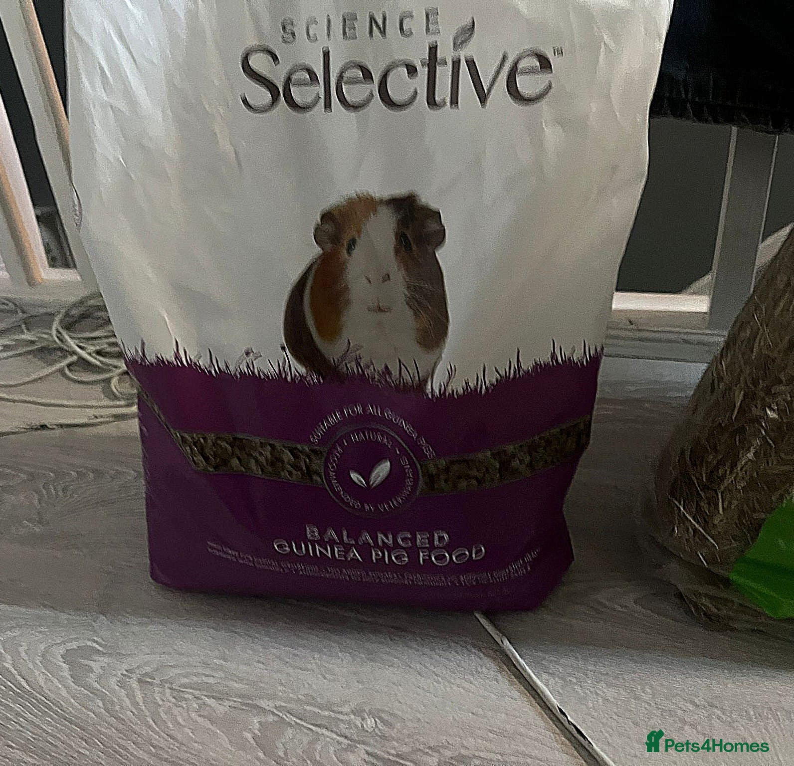 Guinea Pig rodents for sale: Male Guine Pig 10 months old with accessories - Advert 8