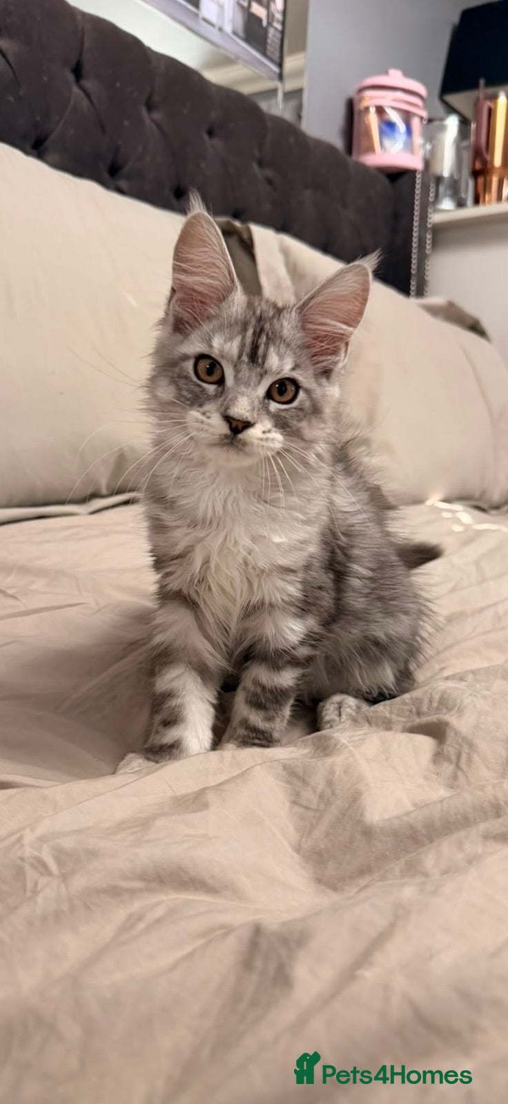 Maine Coon cats Stunning Maine Coon Litter Of Kittens  - Advert 10