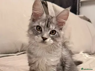 Maine Coon cats Stunning Maine Coon Litter Of Kittens - Advert 10