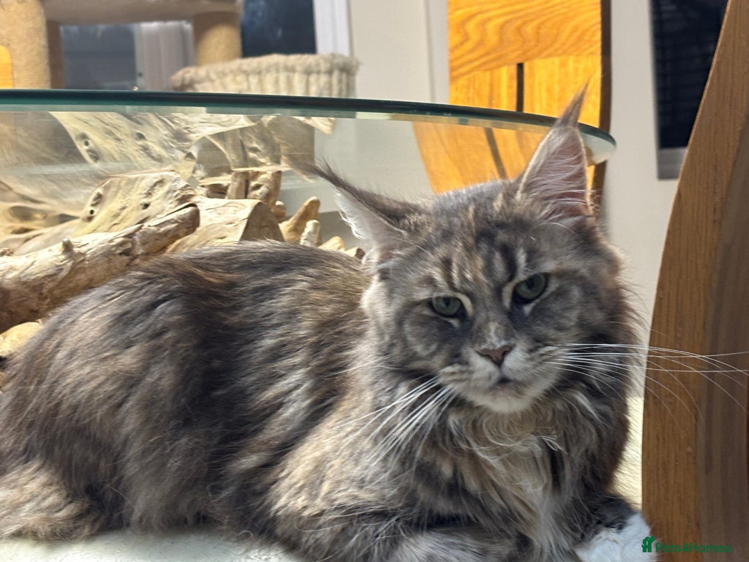 Maine Coon cats for sale: Attention Please ‼️ - Advert 2