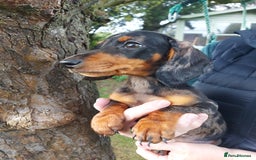 Miniature Dachshund dogs for sale: Beautiful litter of 6 true to type miniature pups. - Image 1