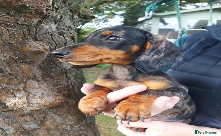 Miniature Dachshund dogs - Advert 8