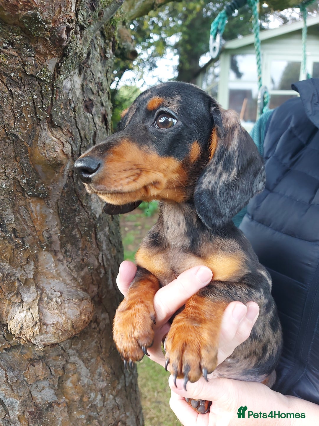 Miniature Dachshund dogs for sale: Beautiful litter of 6 true to type miniature pups. - Image 1