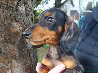 Miniature Dachshund dogs - Advert 3